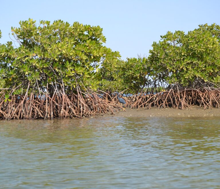 Les mangroves de l'ile du Saloum